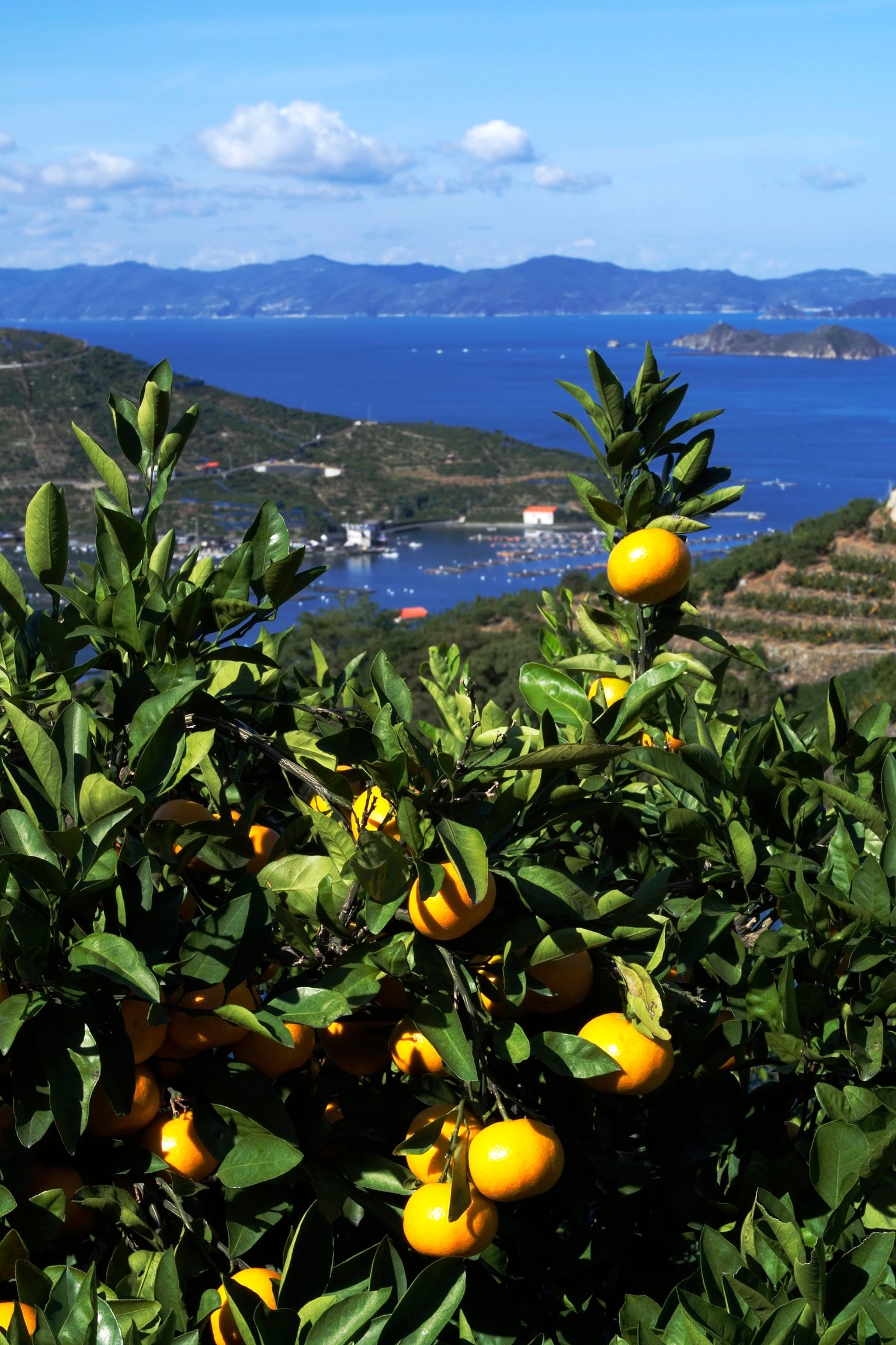 みかん畑と宇和海