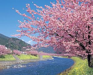 河津桜（イメージ）画像提供：河津町観光協会