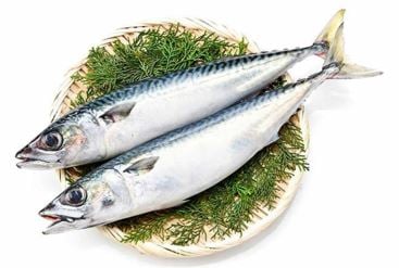 養殖サバ 養殖サバ