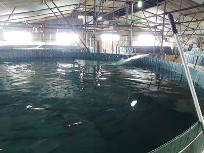 養殖場DSC_1474 養殖場DSC_1474