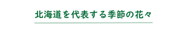 北海道を代表する花々