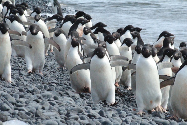 アデリーペンギン。南極半島北部「ブラウン・ブラフ」にて。この目で見つめられるとたまりません／工藤