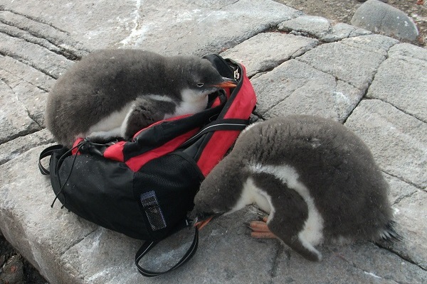 南極・　ペンギンの子供　画像提供つのっち-1