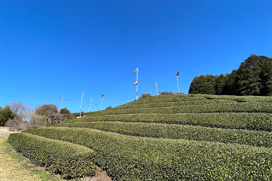 茶畑ウォーキング